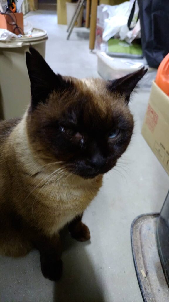 看板猫たーちゃん