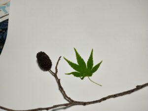 ハンノキの実と青もみじ