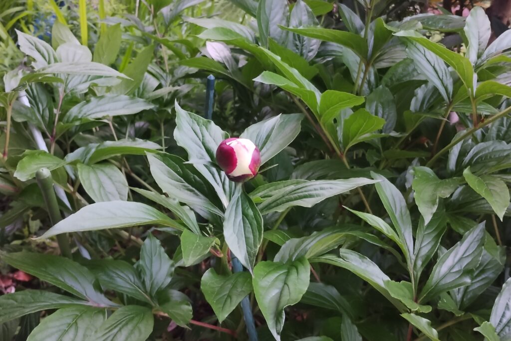芍薬の蕾