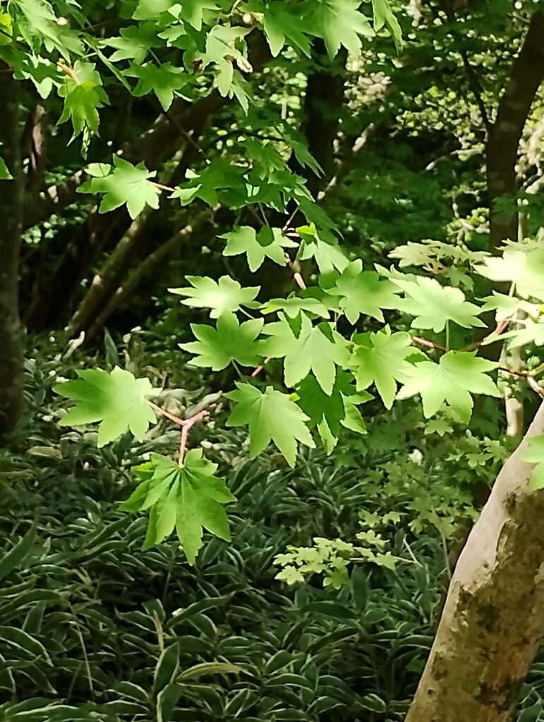 葛城山の青もみじ